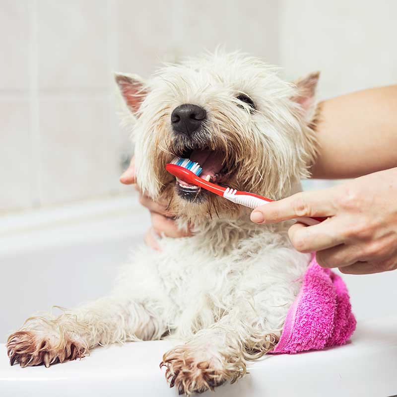 Brushing dogs teeth Brushing dogs teeth