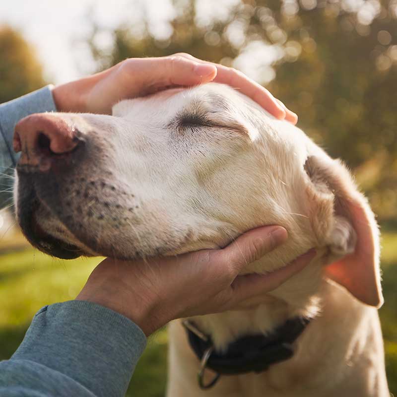 An old dog being petted An old dog being petted