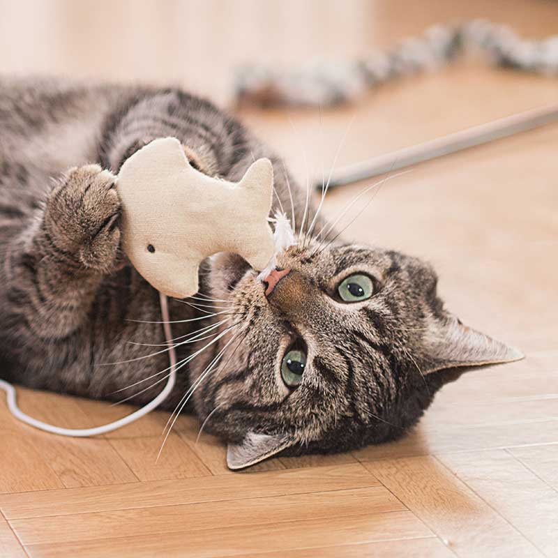 A cat playing with a toy A cat playing with a toy
