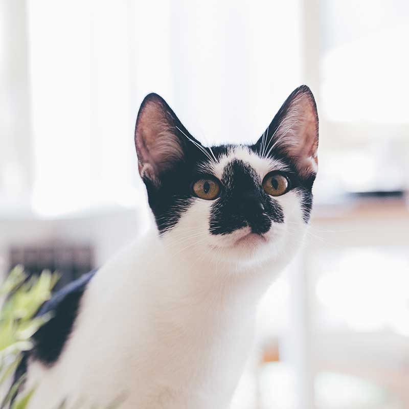 A black and white cat stretching A black and white cat stretching